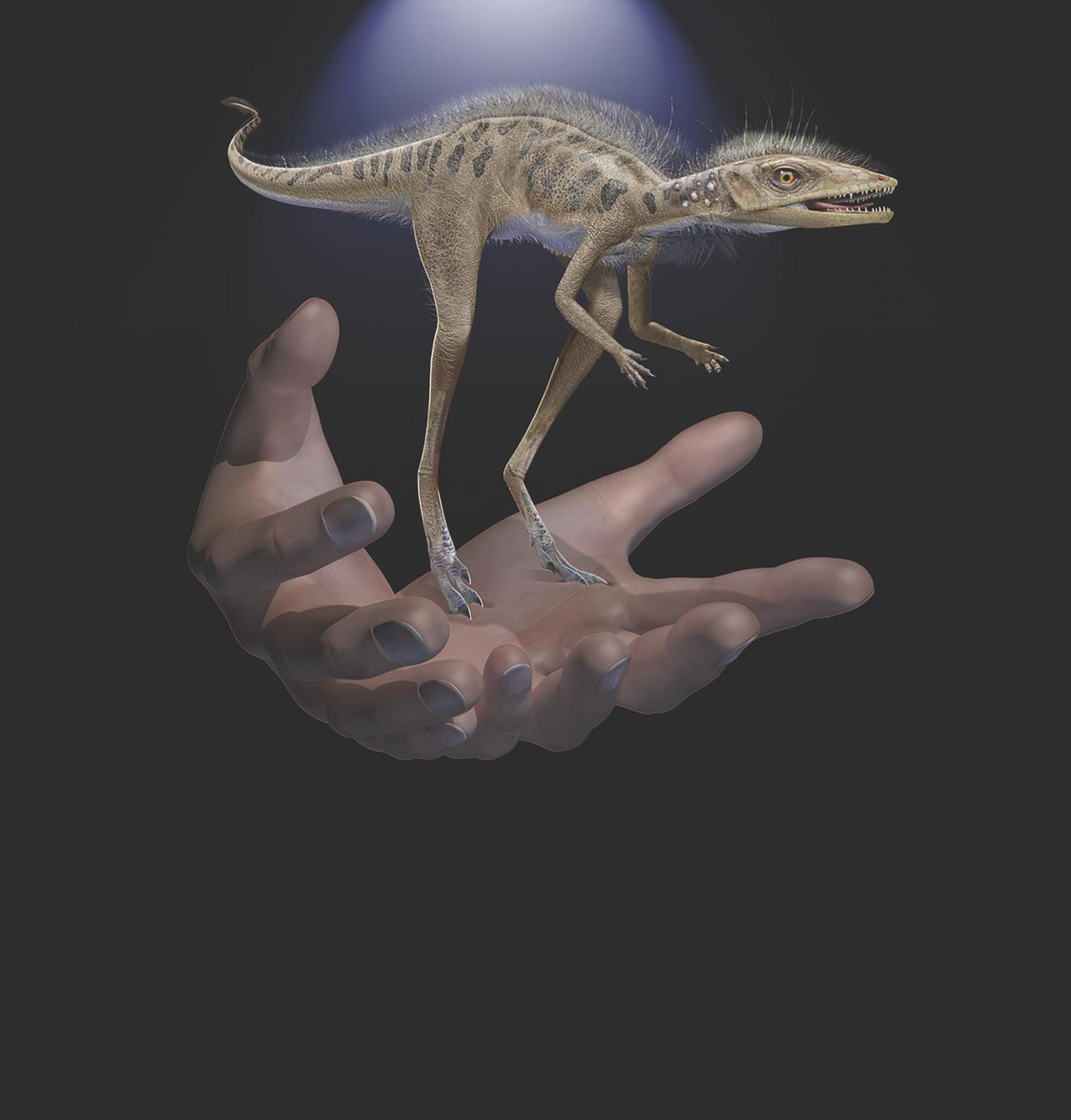 Kongonaphon Reconstruction