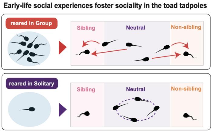 Sociality in toad tadpoles