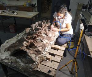 Bicharracosaurus vertebrae being prepared