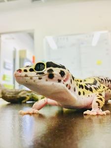 Transcriptome analysis of temperature-dependent sex determination in leopard geckos