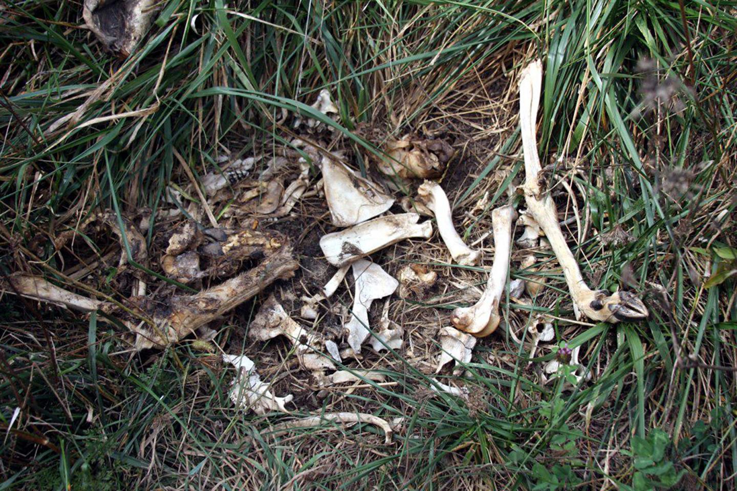 Decaying Road Kill Deer