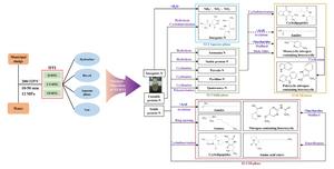 Product characteristics and nitrogen evolution pathways of two-stage hydrothermal liquefaction of municipal sludge
