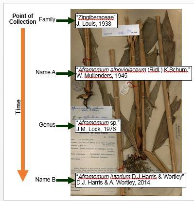 <i>Aframomum</i> Labeling