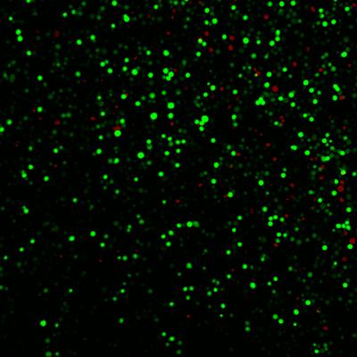 Prostate Cell Field