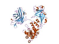 Illustration of a Modified Diptheria Toxin Being Used