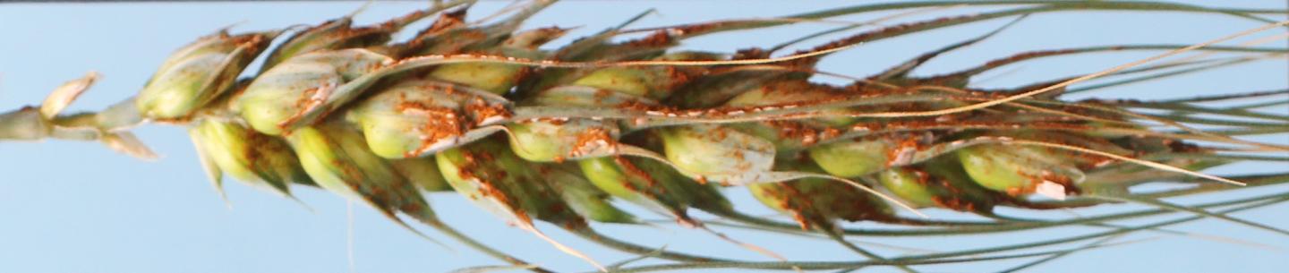 Stem Rust on Wheat Head