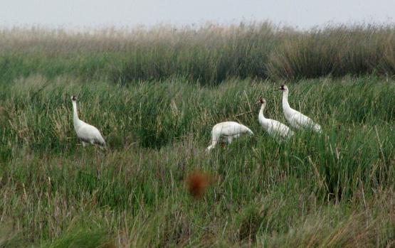 Whooping Cranes