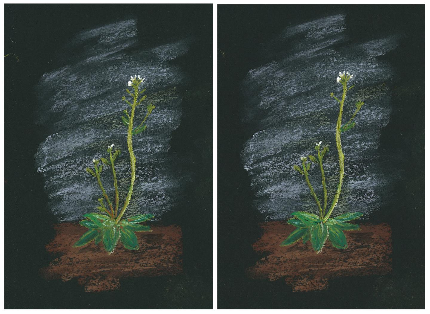 Spot the Difference: Genetically Identical Thale Cress Plants