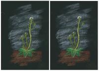 Spot the Difference: Genetically Identical Thale Cress Plants