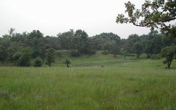 Cedar Creek LTER site in Minnesota