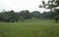 Cedar Creek LTER site in Minnesota
