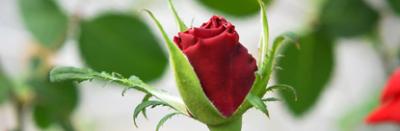 NC State Adds Celery Gene to Roses