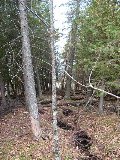 Menominee Crack Tree Tilt