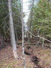 Menominee Crack Tree Tilt