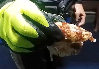 Cone Snail Insulin