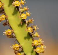 Pollination