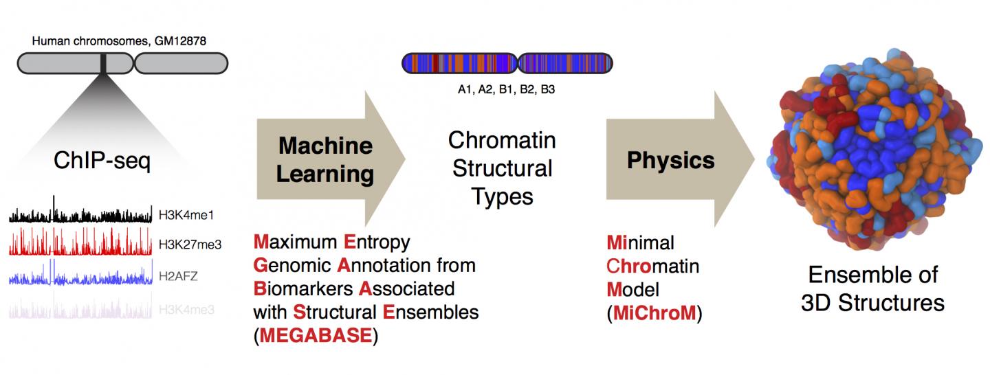 Chromosome (1 of 2)