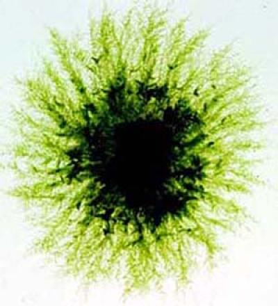 The Moss <i>P. patens</i>
