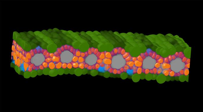 A machine-learning labeled cross-section of a sorghum leaf generated with microCT imaging.