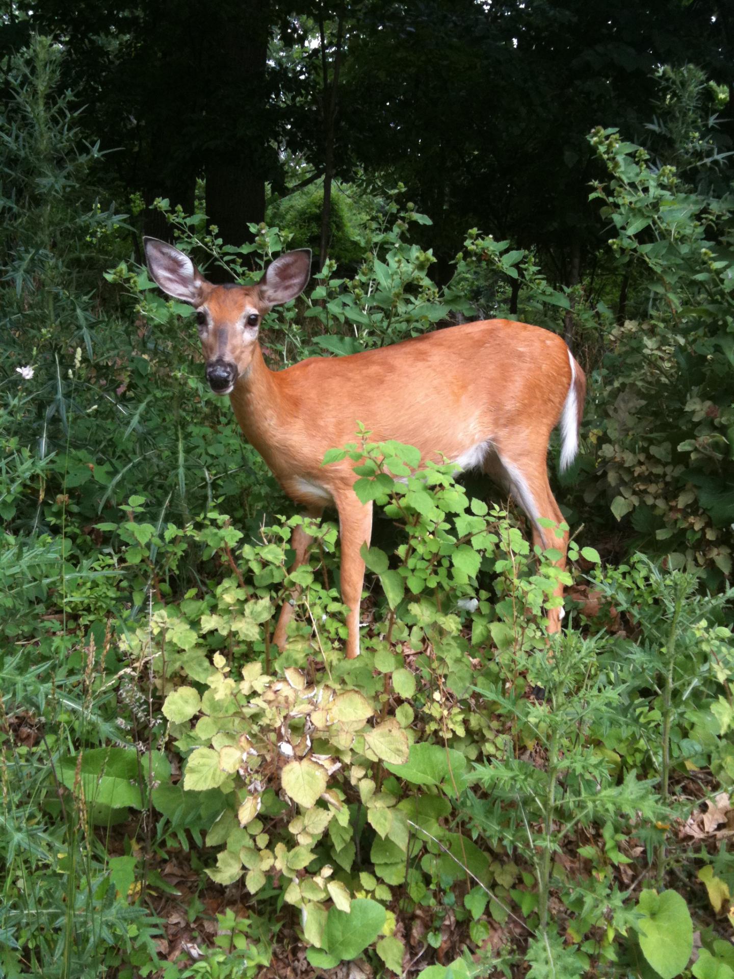 White-Tailed Deer