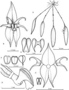 Lepanthes nasariana illustrations