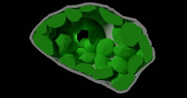 Wheat Mesophyll Cell with Chloroplasts