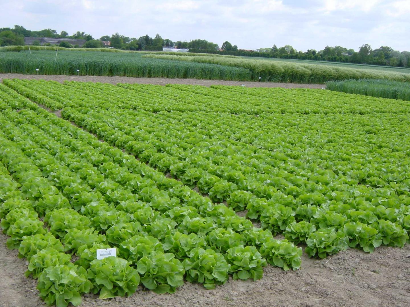 Agricultural Field Experiment
