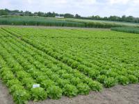 Agricultural Field Experiment
