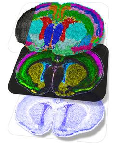 Spatial Multiomics Maps