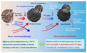 Reassessing the role of pyrolysis temperature: freeze–thaw aging challenges heavy metals stability in biochar