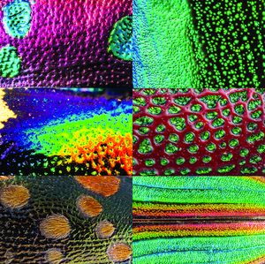 Jewel beetle carapaces
