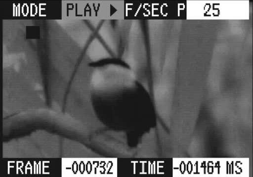 Bearded Manakin Roll-Snap in Slow Motion