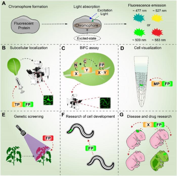 Figure 2. Luminescence mechanism and research applications of FPs.