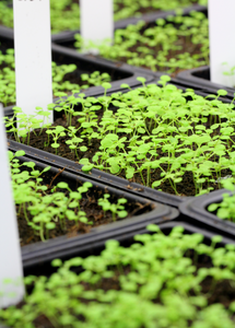 Thale cress in greenhouse