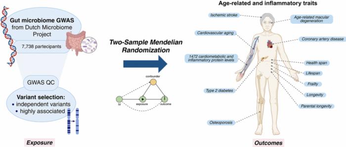 Causal relationships between gut microbiome and hundreds of age-related traits: evidence of a replicable effect on ApoM protein levels