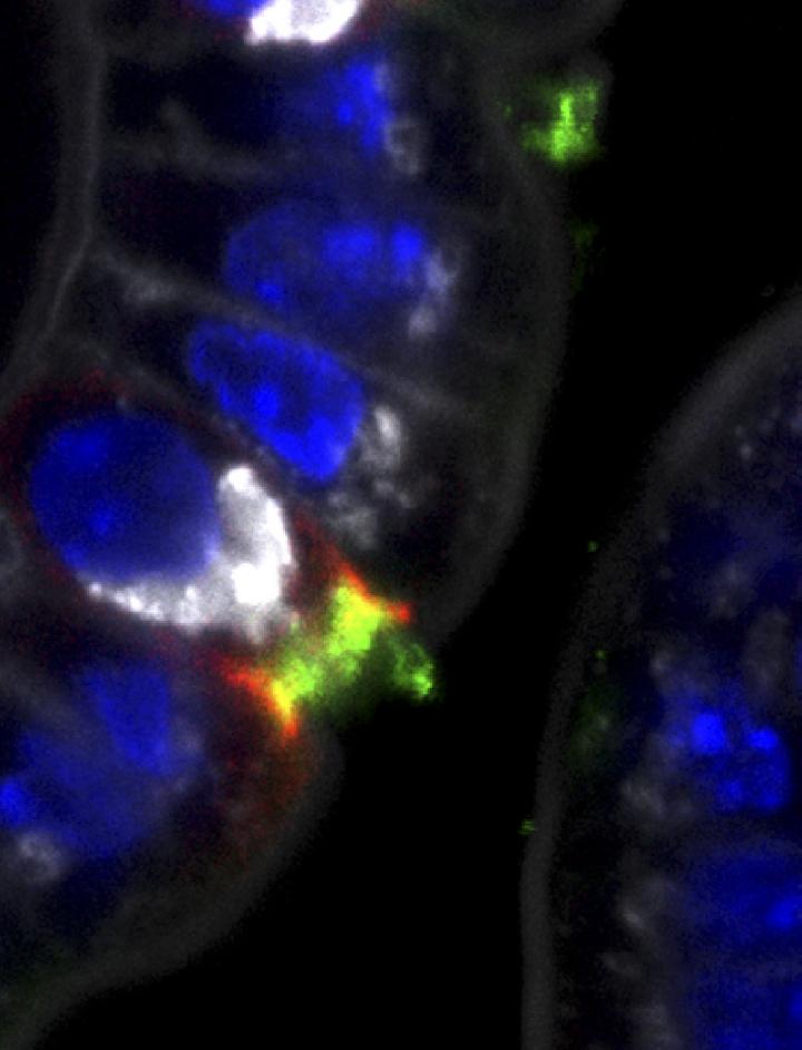 PI3-K in the Intestine