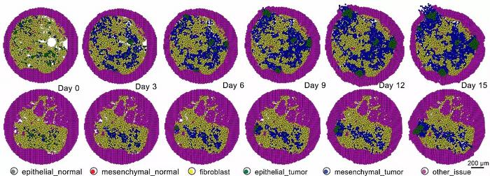 PhysiCell pancreatic cancer simulation