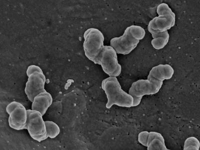 <i>Nitrospira</i>