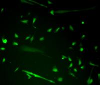 Reprogrammed Progenitor Cells