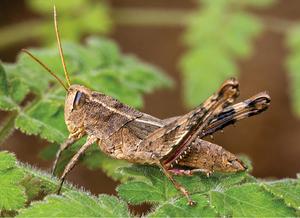 Eyprepocprifas insularis