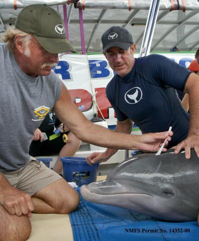 Dolphin Exam