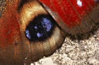 A Butterfly's Wing