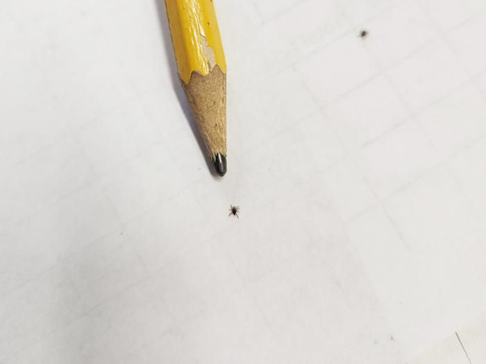 Nymphal tick with a pencil for scale.
