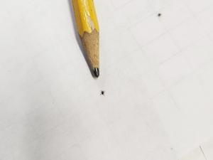 Nymphal tick with a pencil for scale.