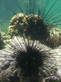 Sea Urchin