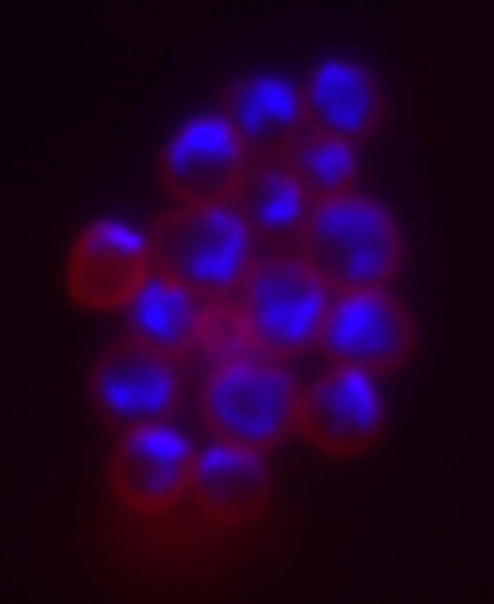 Sulfolobus