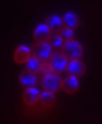 Sulfolobus
