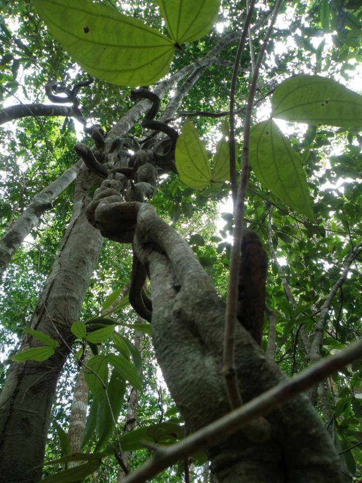 Bauhinia Vine