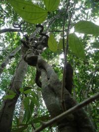 Bauhinia Vine