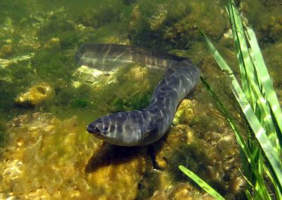 European Eel